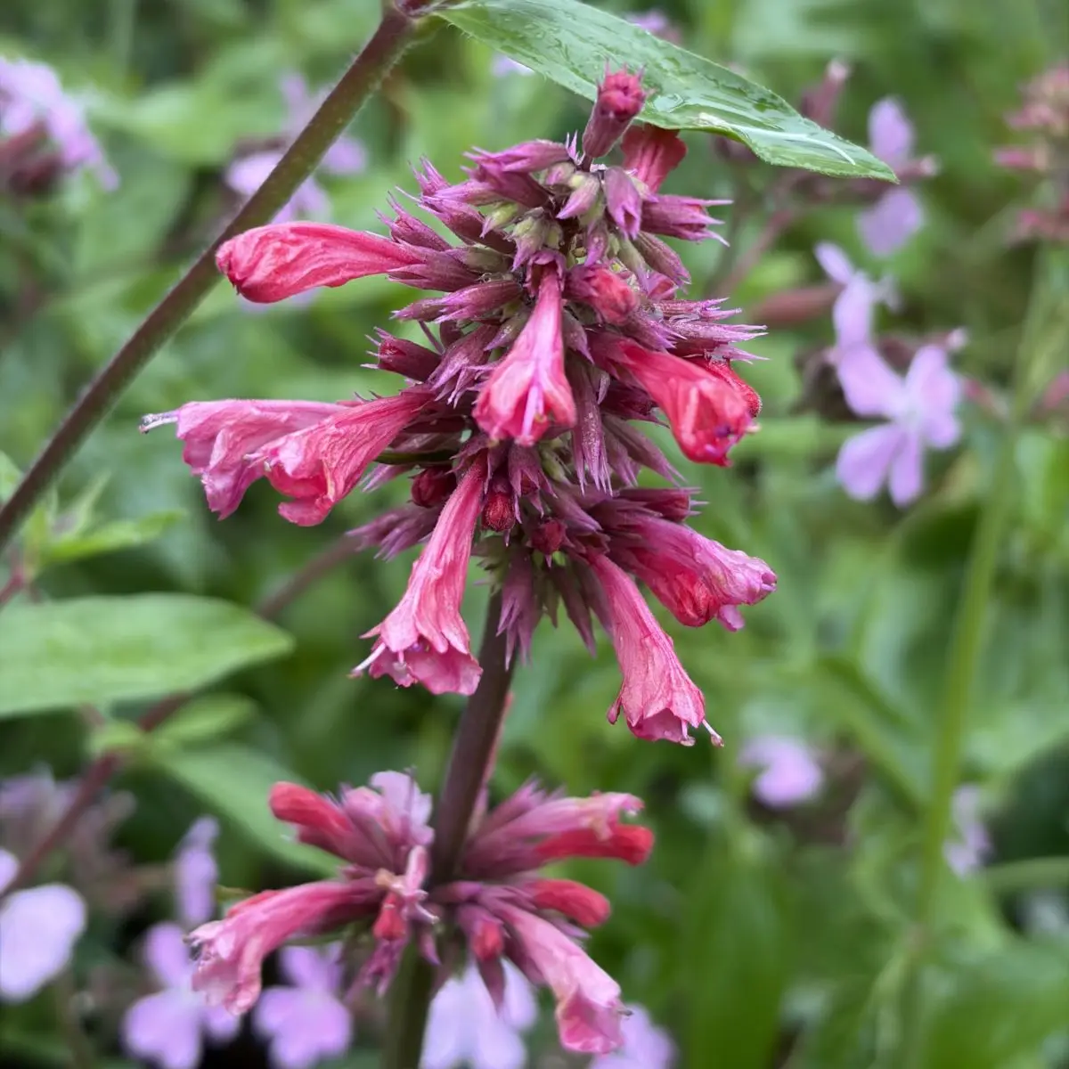 Agastache ‘Red Fortune’ (dropplant), rozerood bloeiend