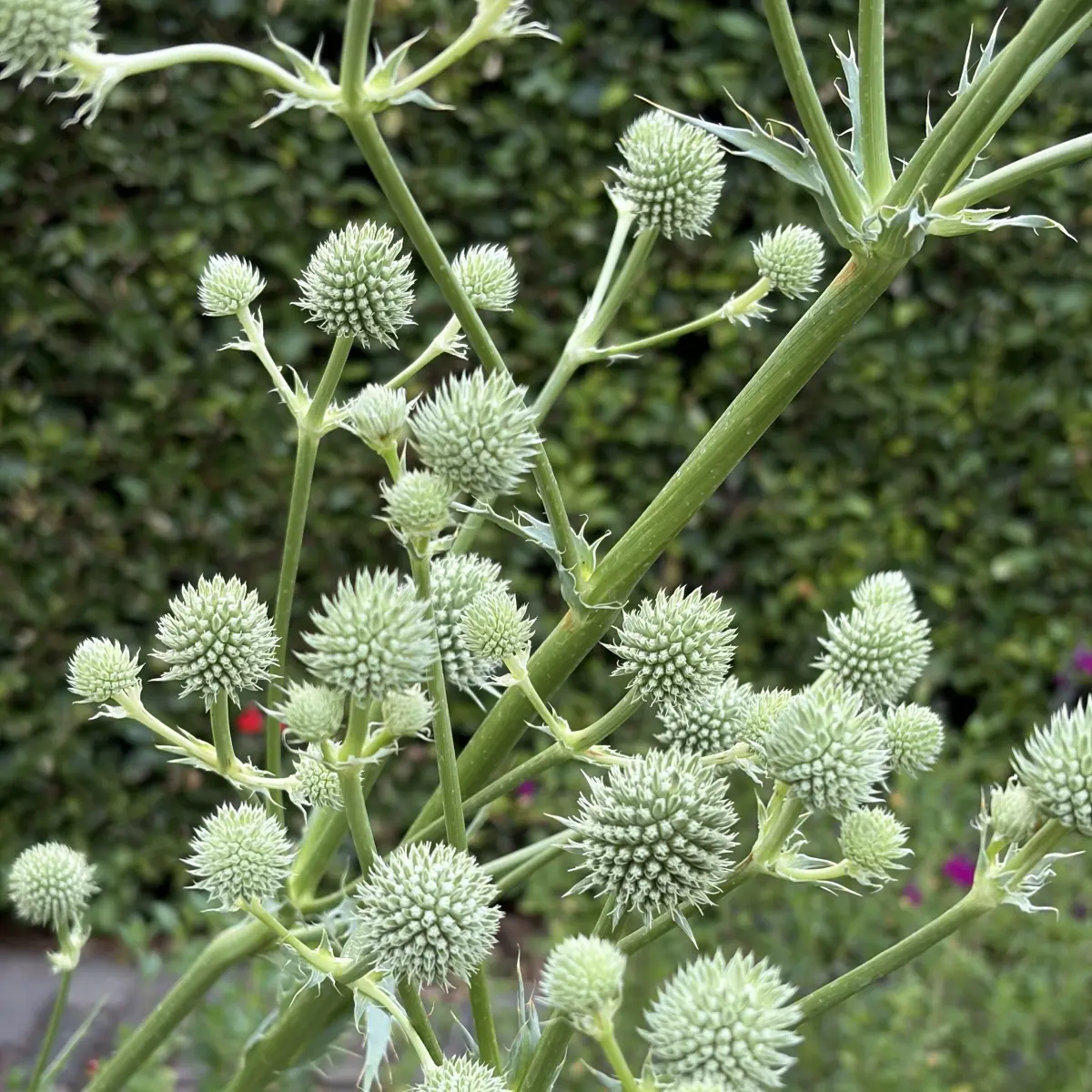 Eryngium yuccifolium (Yuccabladige kruisdistel), wit bloeiend