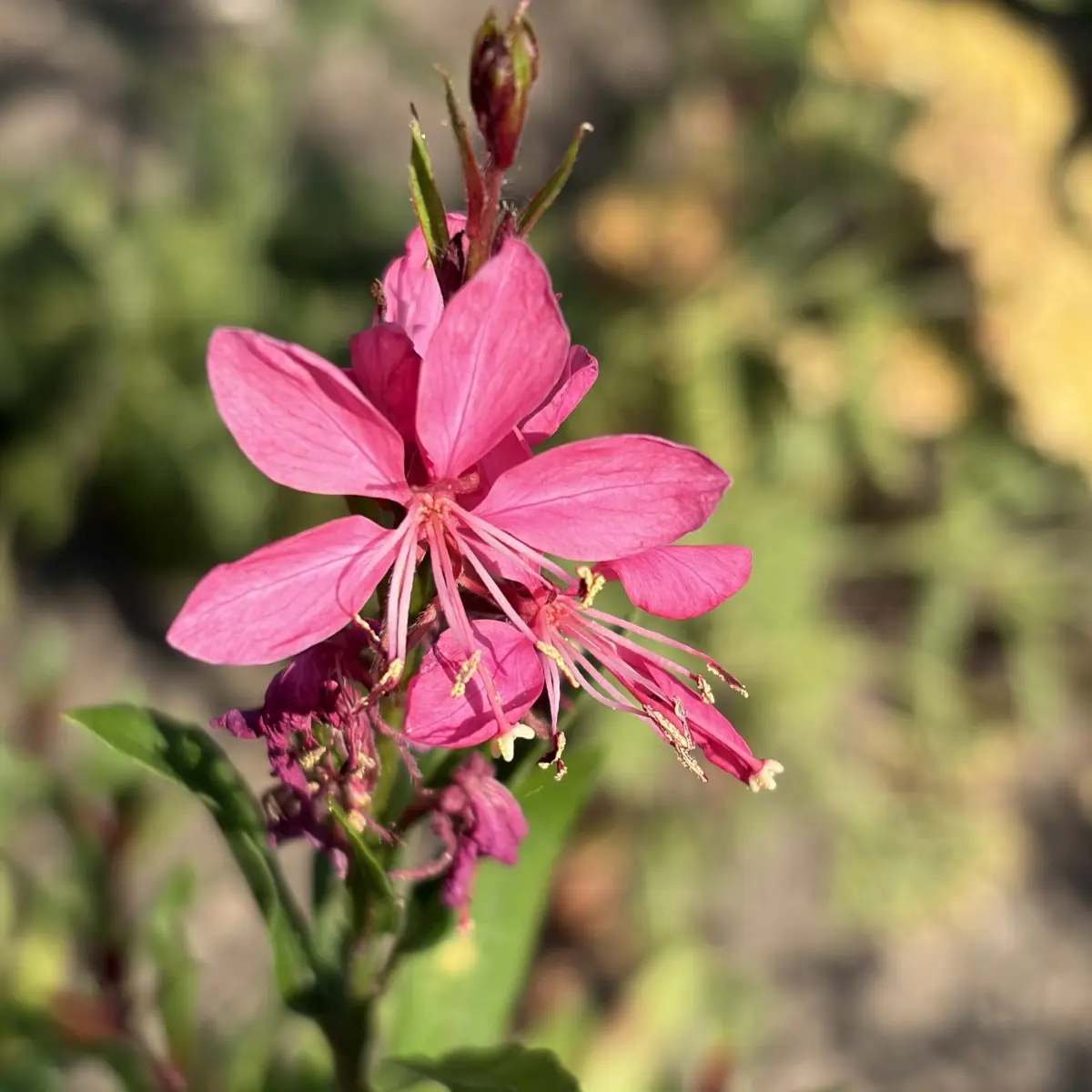 Gaura lindheimeri ‘Sisk You Pink’ (Prachtkaars), donkerroze bloeiend