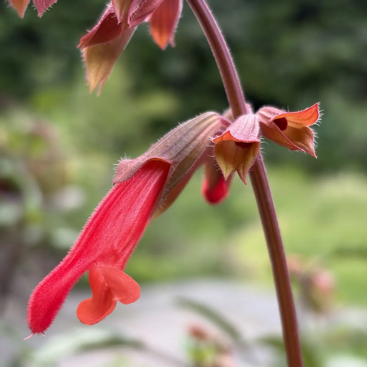 Salvia ‘Embers Wish’ (Salie), koraalrood bloeiend