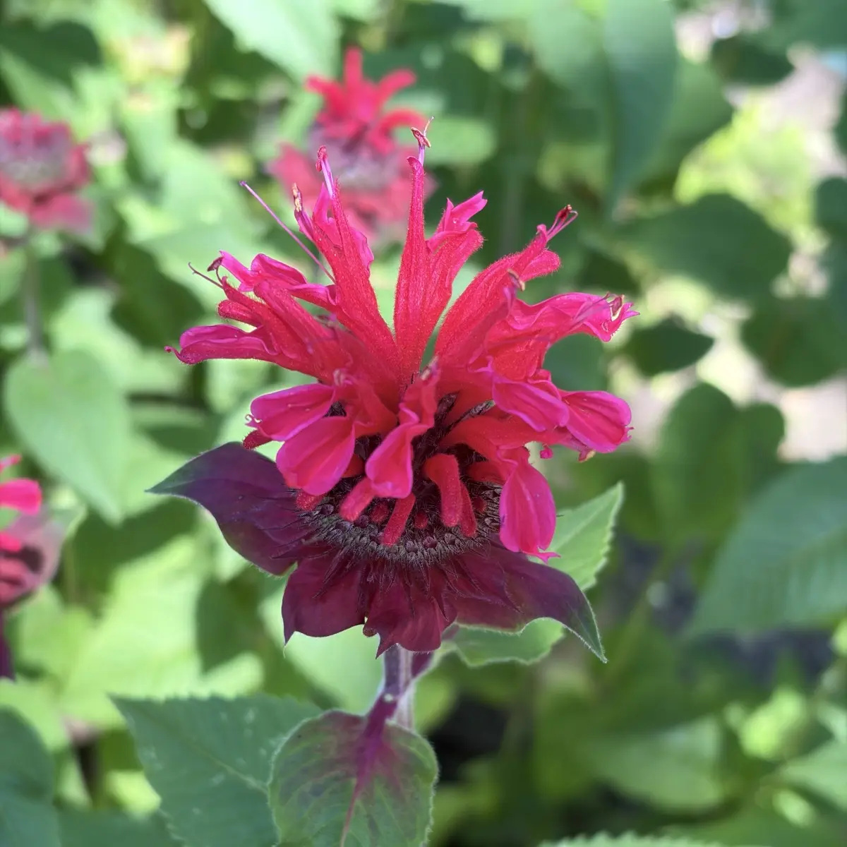 Monarda ‘Bee Happy’ (Bergamotplant), magentarood bloeiend