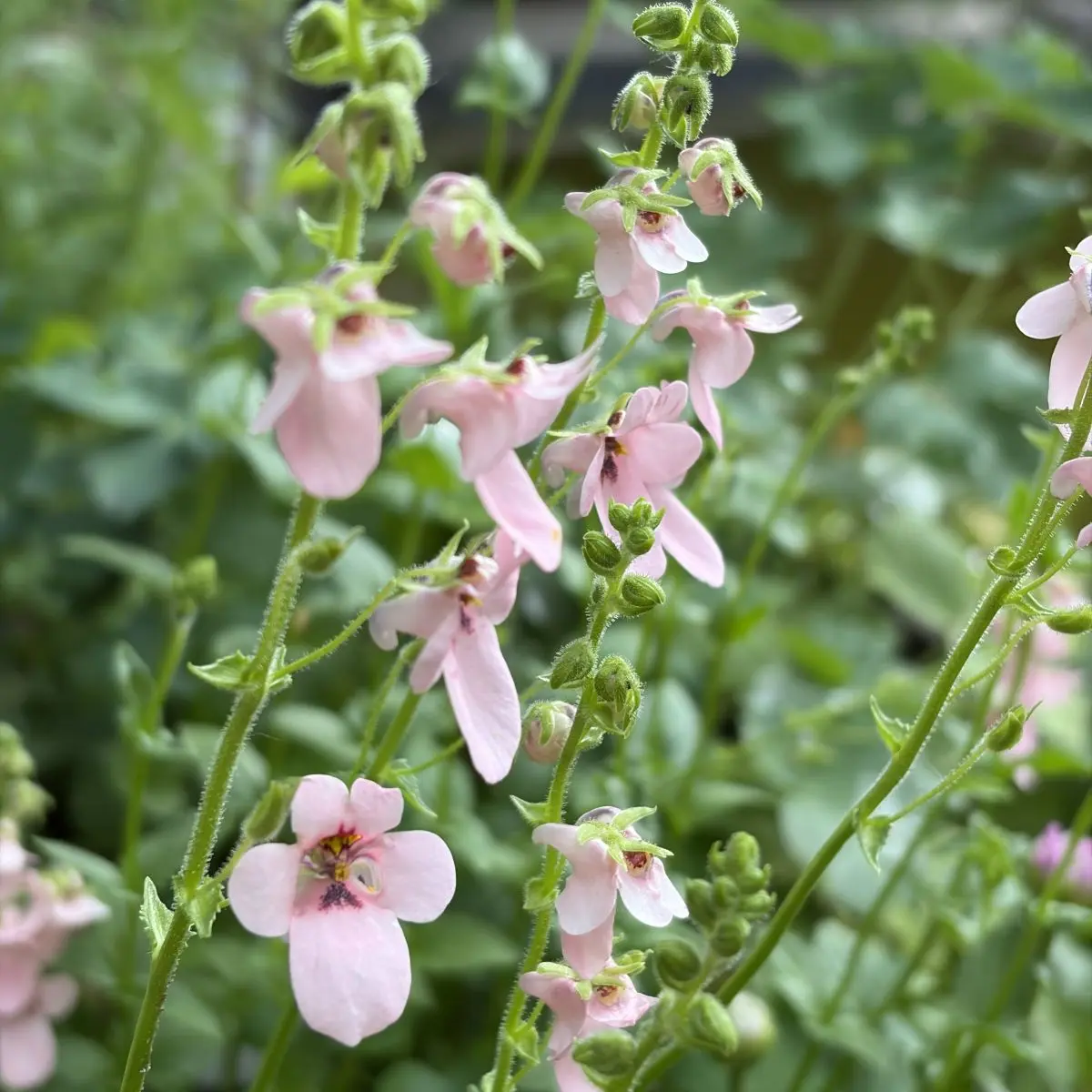 Diascia vigilis ‘Jack Elliot’ (Diascia), lichtroze bloeiend