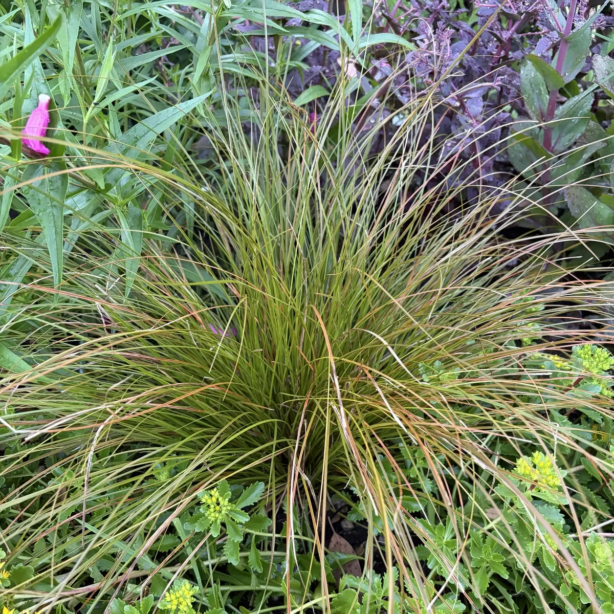 Carex testacea ‘Prairie Fire’ (Zegge), oranje kleurend bloeiend