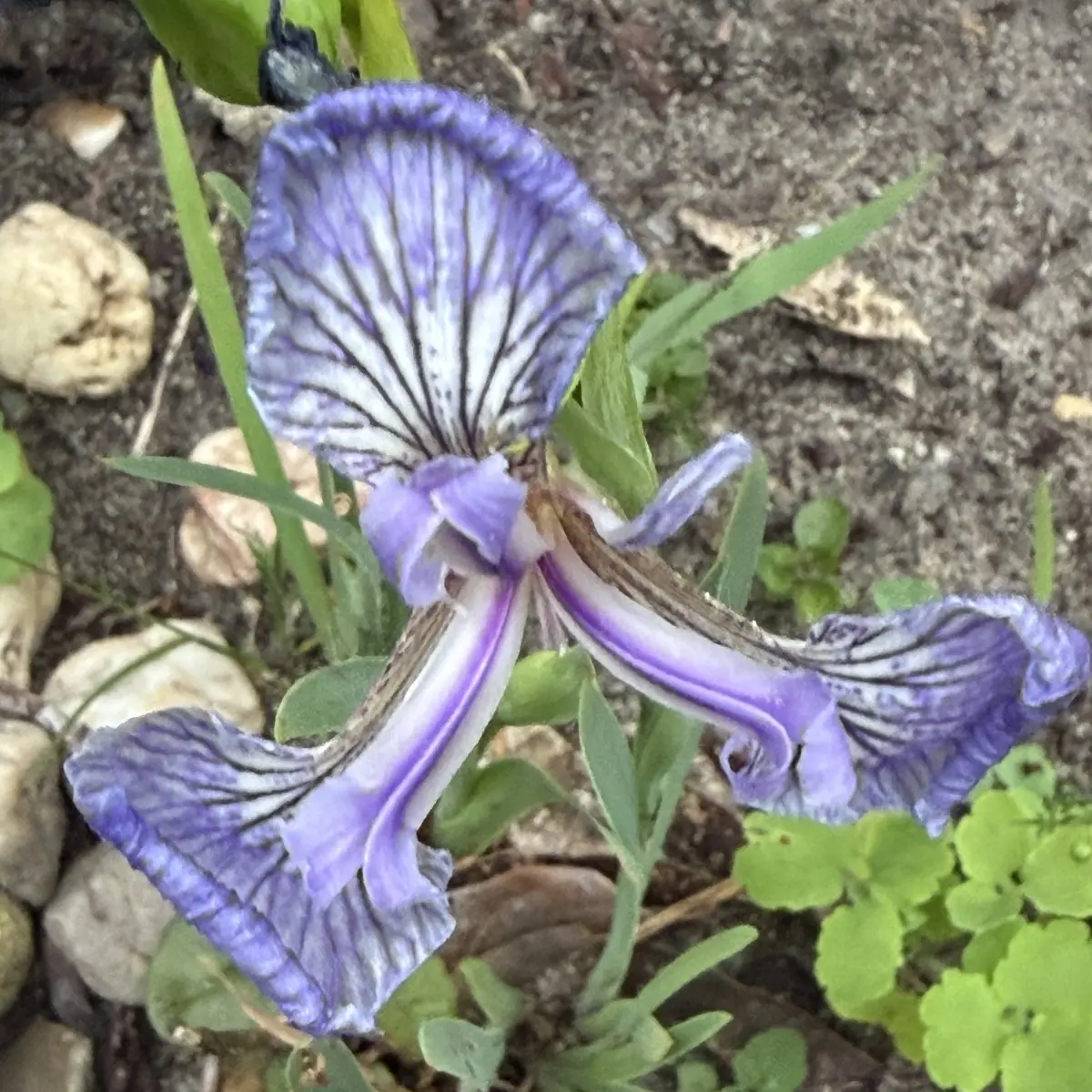 Iris hooker (Iris), blauw en wit bloeiend