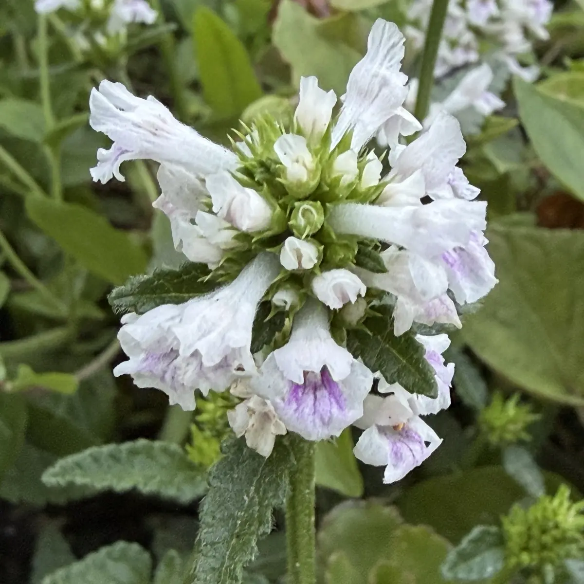 Stachys discolor (Andoorn), wit bloeiend