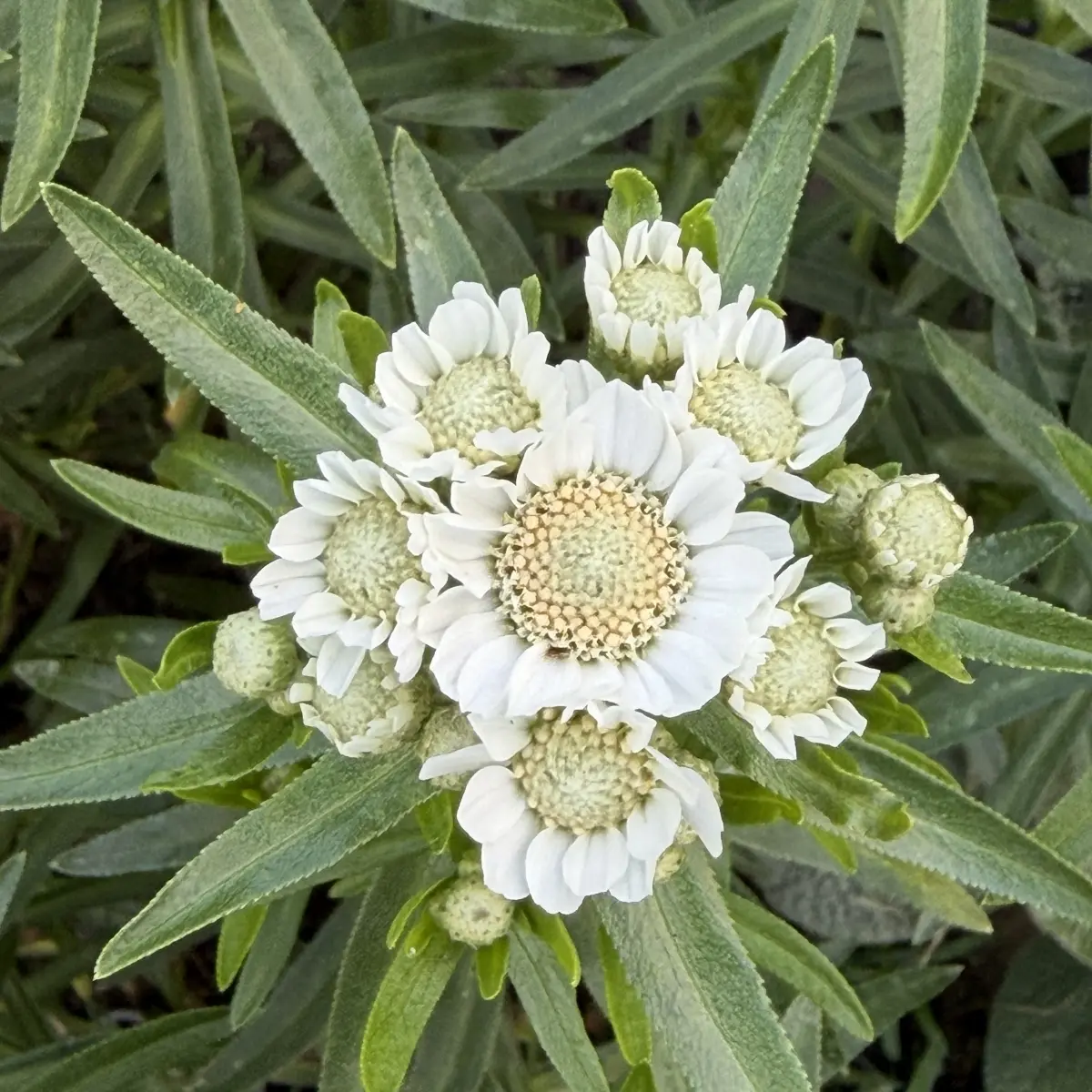 Achillea ptarmica ‘Nana Compacta’ (Duizendblad - Wilde Bertram), wit bloeiend