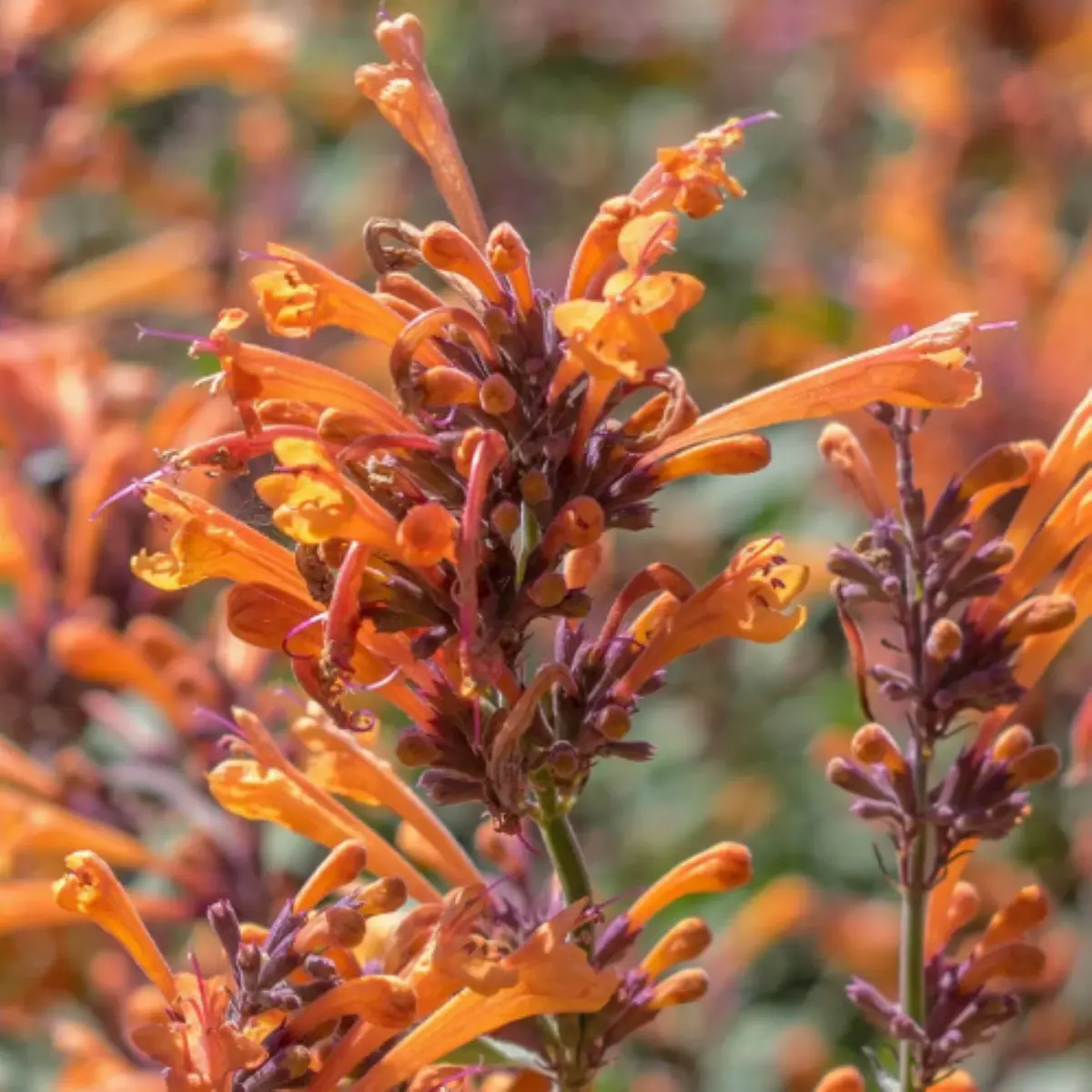 Agastache ‘Kudos Mandarin’ (Dropplant), mandarijn oranje bloeiend