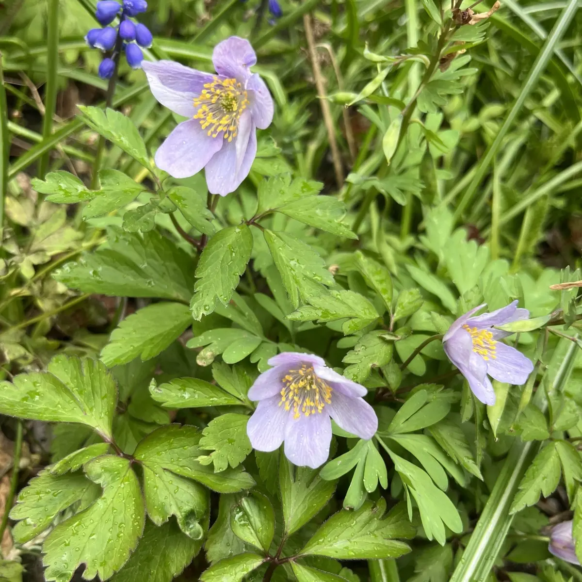Anemone nemorosa ‘Royal Blue’ (Anemoon), blauw bloeiend