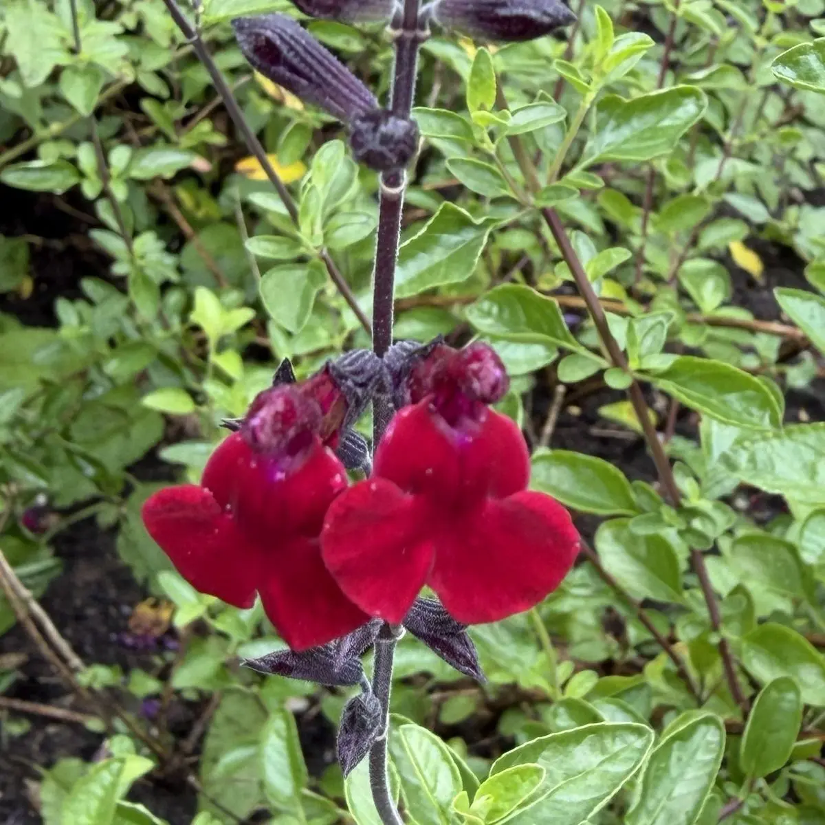 Salvia microphylla ‘Royal Velours’ (Salie), donker bordeauxrood bloeiend