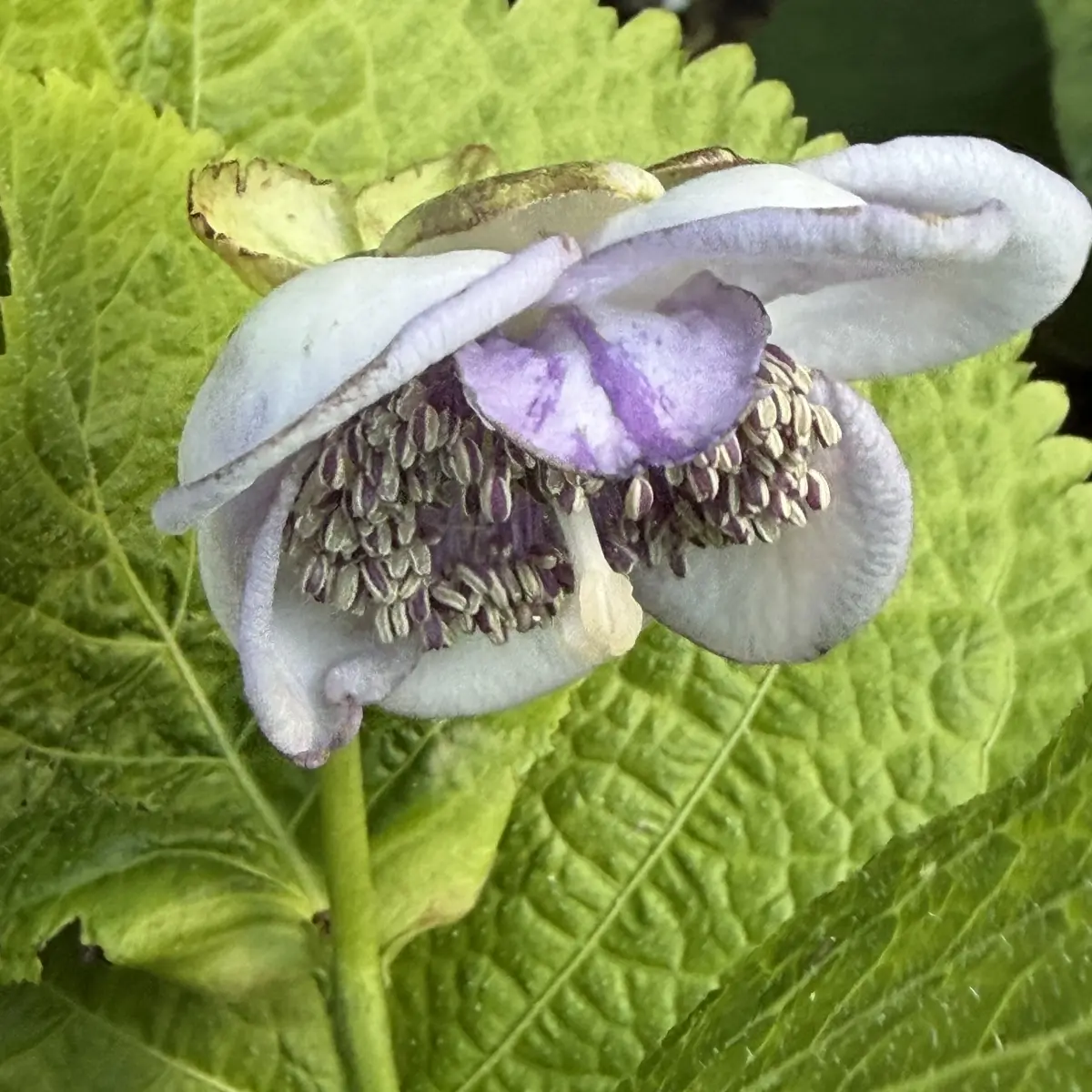 Deinanthe bifida x caerulea ‘Pale Blue’, lichtblauw bloeiend