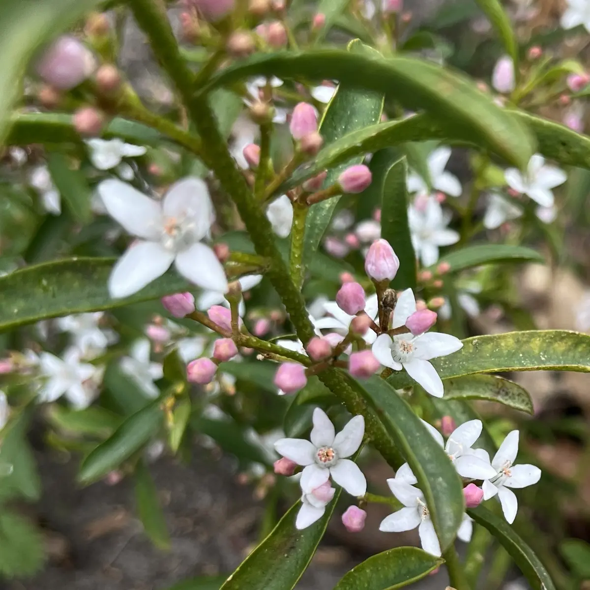 Eriostemon myuporoides (Eriostemon), wit bloeiend