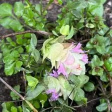 Origanum ‘Kent Beauty’ (Hop-marjolein), lilaroze bloeiend