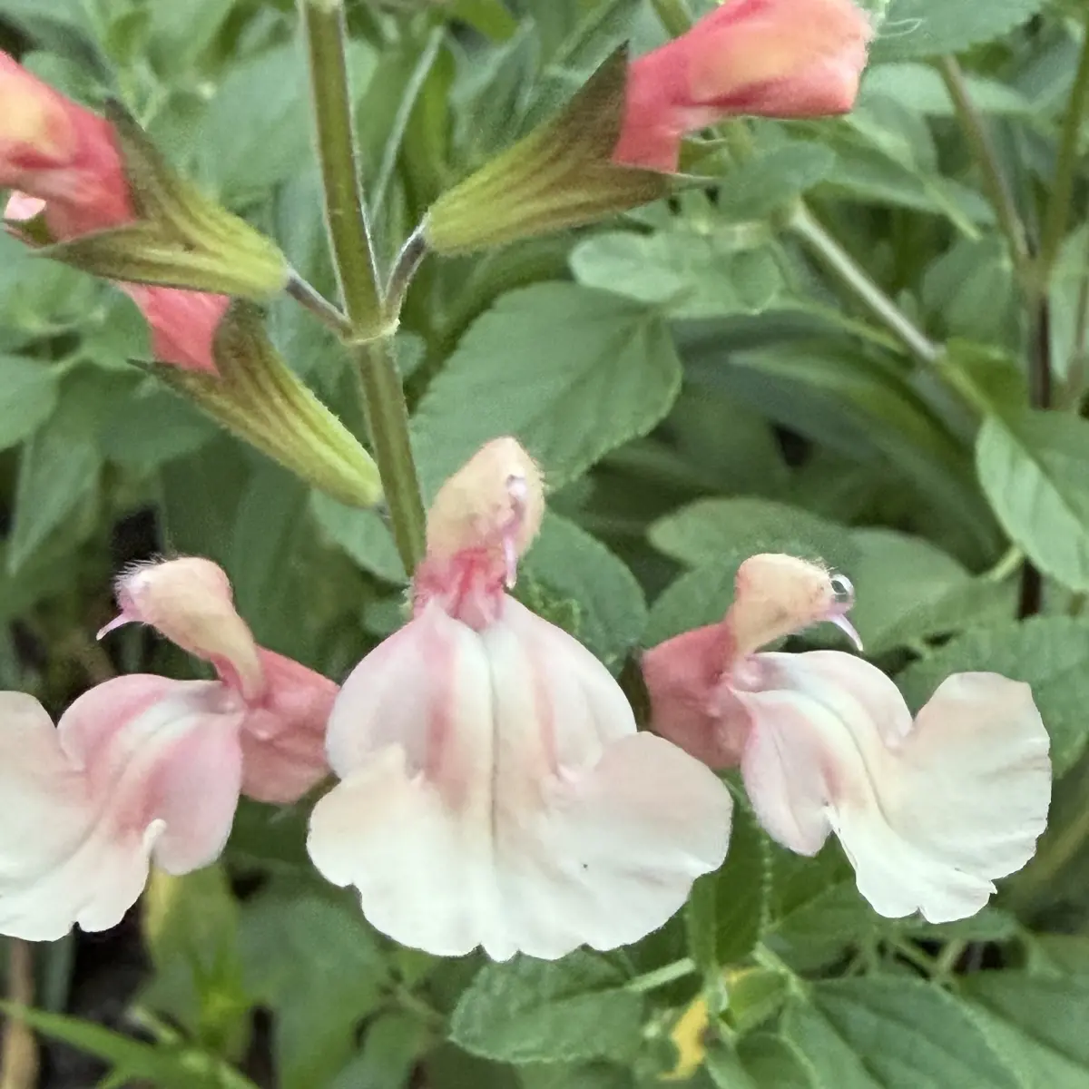 Salvia microphylla ‘Aphrodite’ (Salie), zalmroze bloeiend