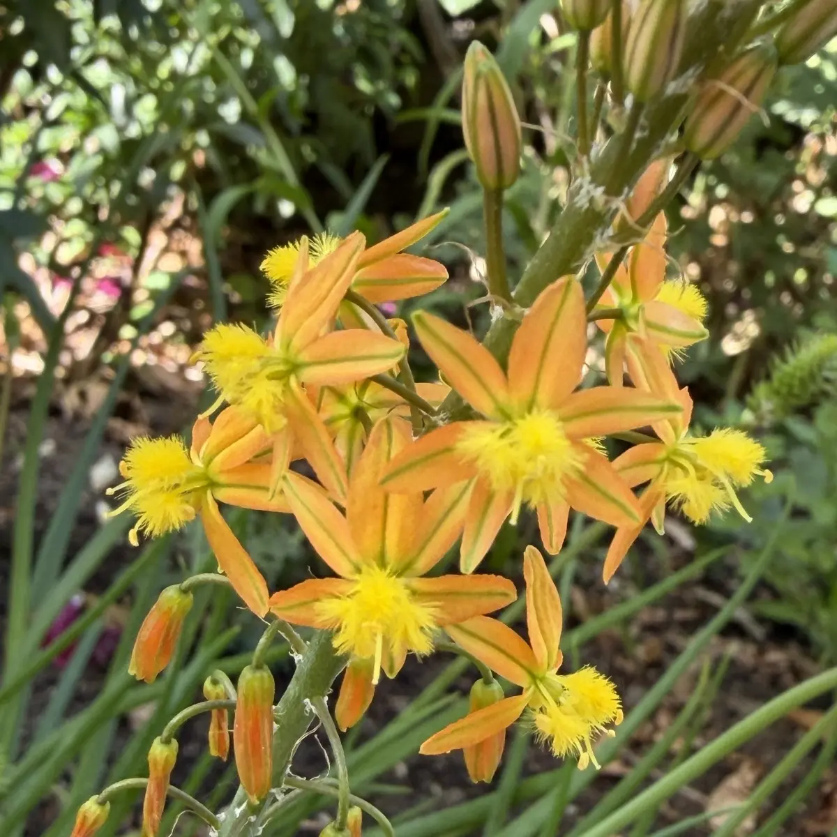 Bulbine frutescens (Bulbine), geeloranje bloeiend