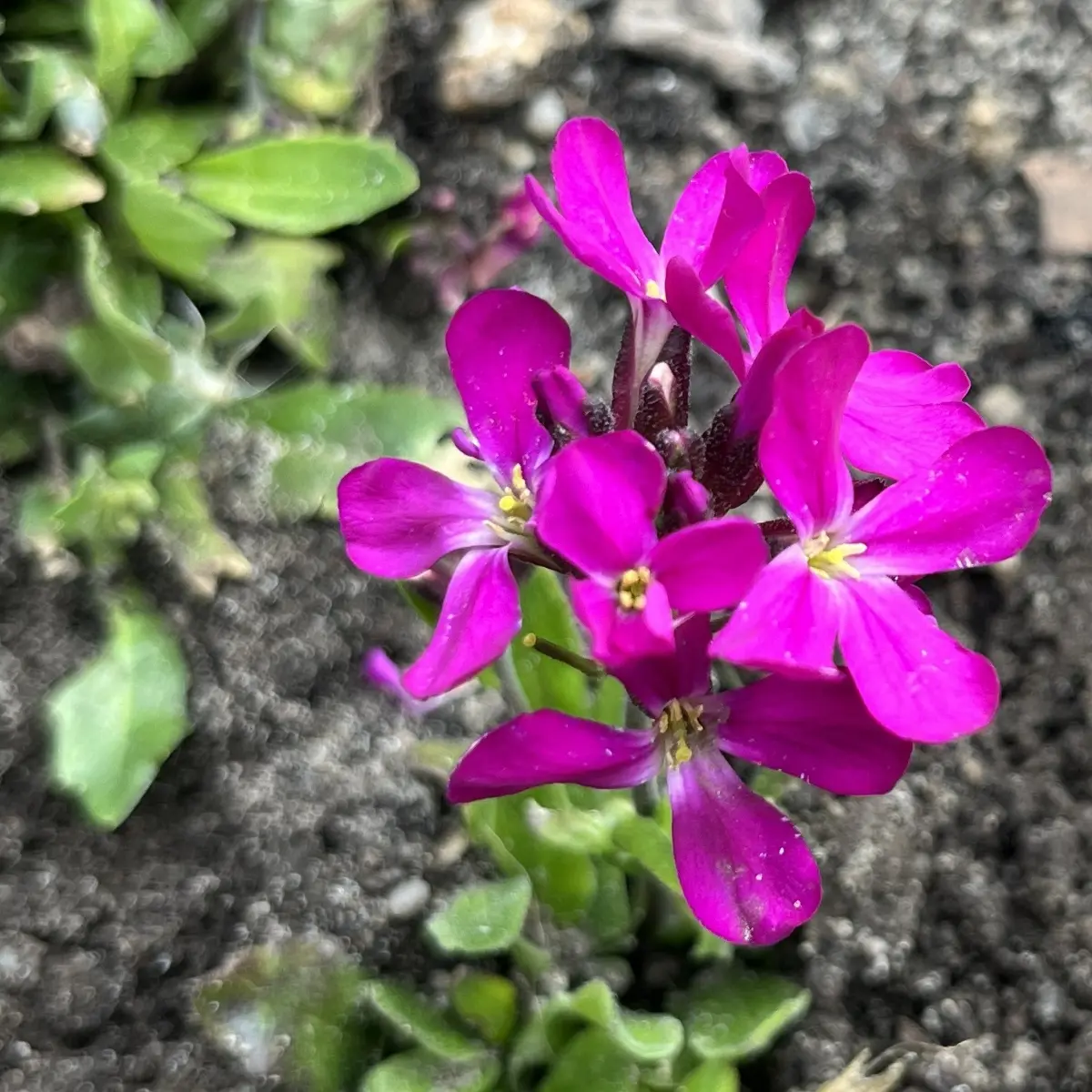 Arabis blepharophylla (Scheefkelk), donkerroze bloeiend
