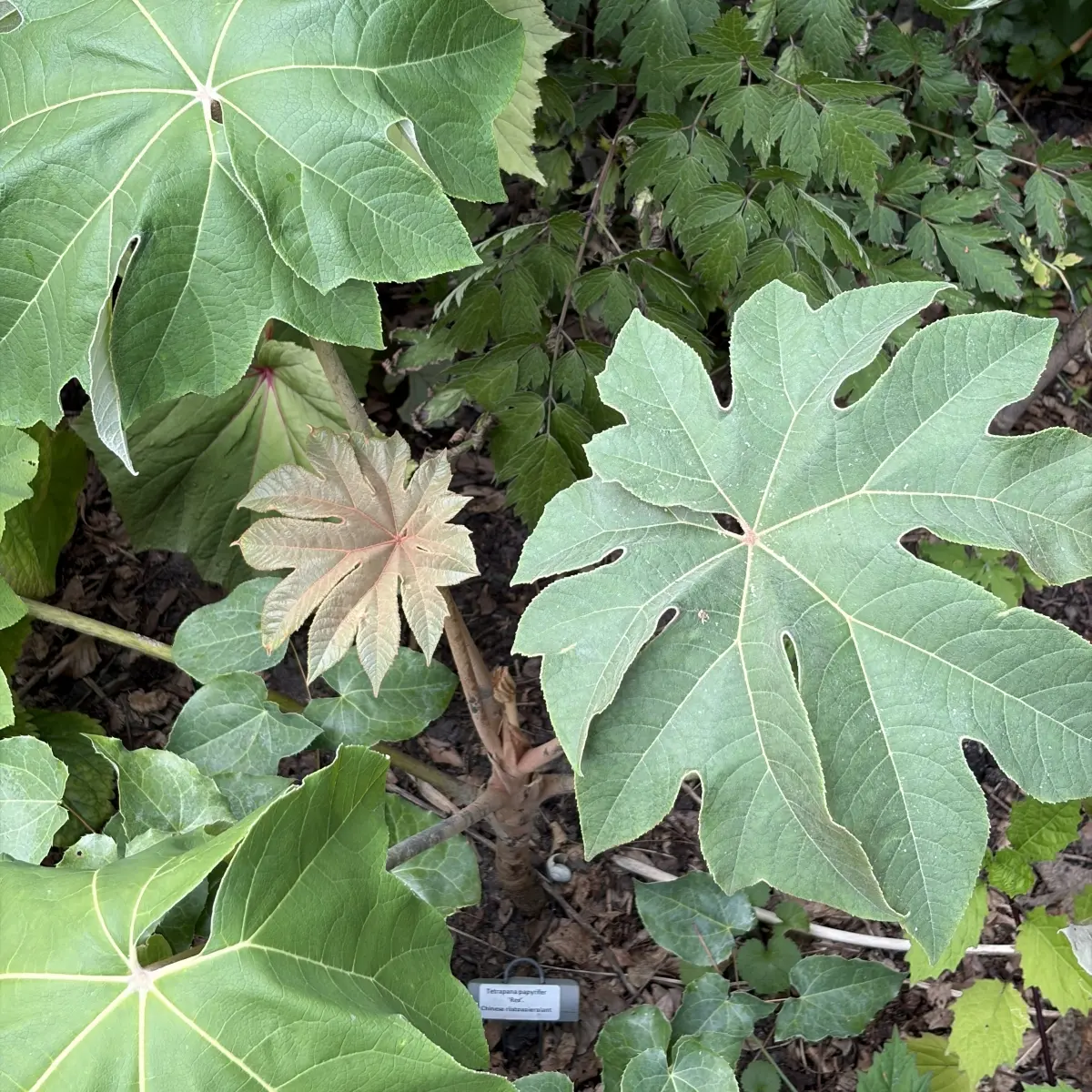 Tetrapana papyrifer ‘Rex’ (Chinese rijstpapier plant), wit bloeiend