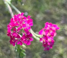 Achillea millefolium ‘Cerise Queen’ (Duizendblad), rozerood bloeiend