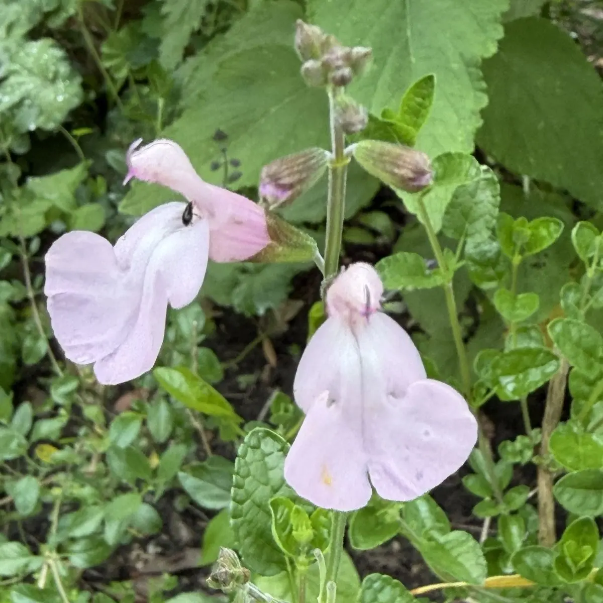 Salvia x jamensis ‘Zalmroze’ (Salie), zalmroze bloeiend