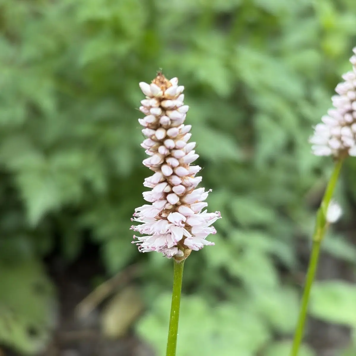 Persicaria bistorta carnea (duizendknoop), roze bloeiend
