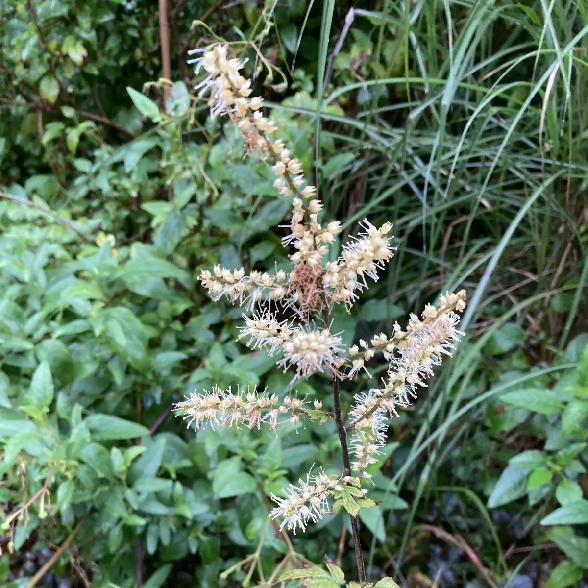 Cimicifuga (Actaea) foetida (Zilverkaars), lichtgeel bloeiend