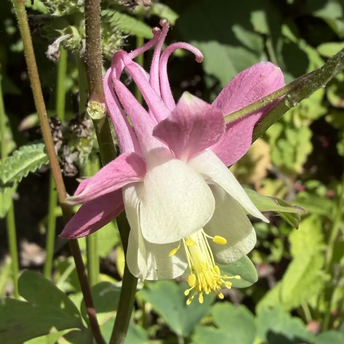 Aquilegia caerulea (Akelei), roze en lichtgeel bloeiend
