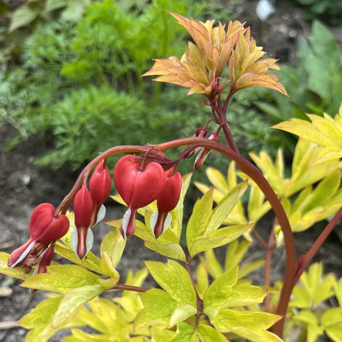Dicentra spectabilis ‘Ruby Gold’ (Gebroken hartje), rood bloeiend