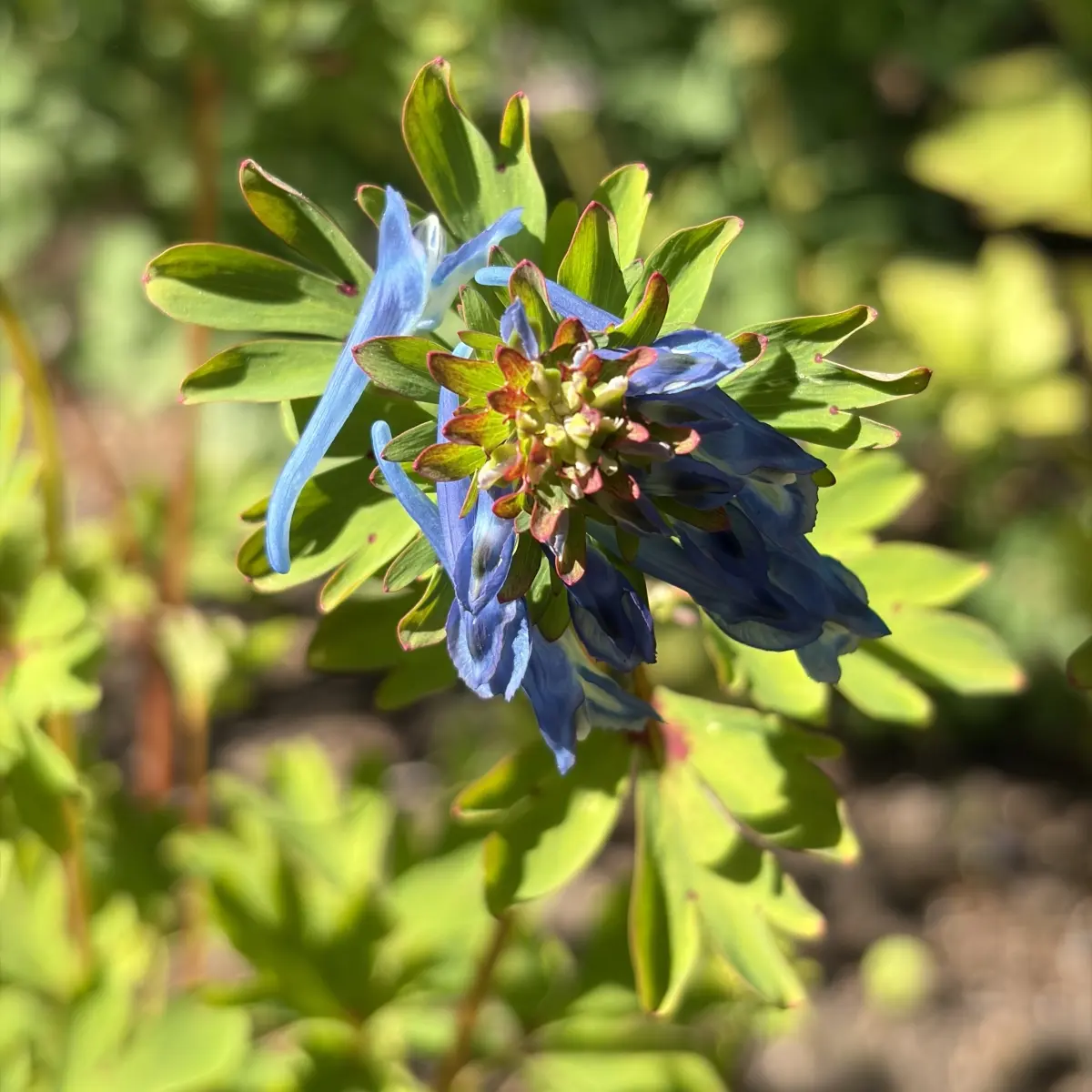 Corydalis elata ‘Spinners’ (Helmbloem), lilablauw bloeiend