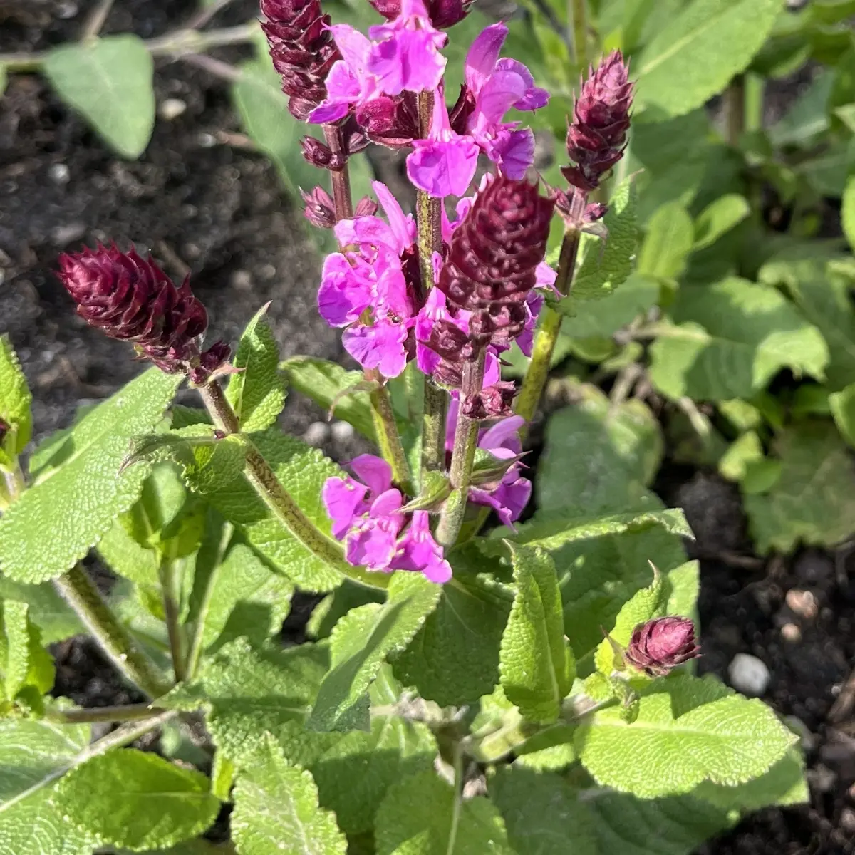 Salvia nemorosa ‘Rose Marvel’ (Salie), fel roze bloeiend