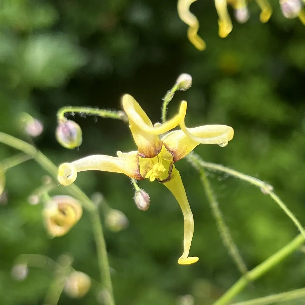 Epimedium ‘The Giant’ (Elfenbloem), lichtgeel bloeiend