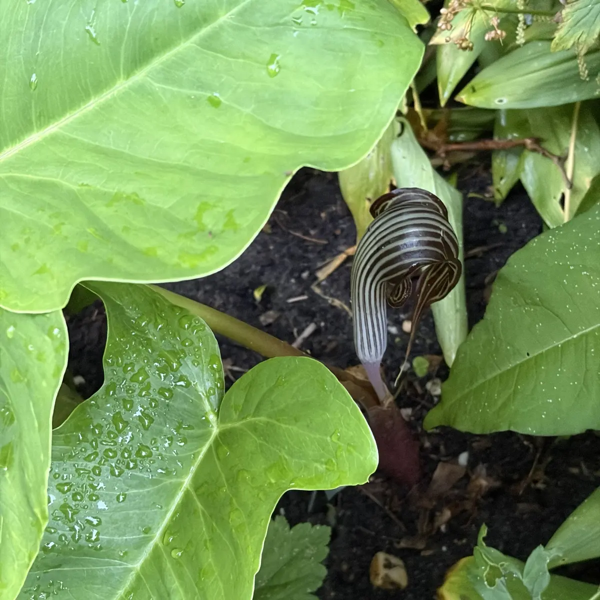 Arisaema ‘Fargesii’ (Jan op de preekstoel), bruinpaars en wit gestreept bloeiend