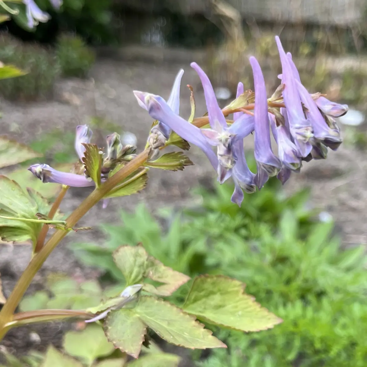 Corydalis quantmeyeriana ‘Chocolate Stars’ (Helmbloem), lavendelblauw bloeiend