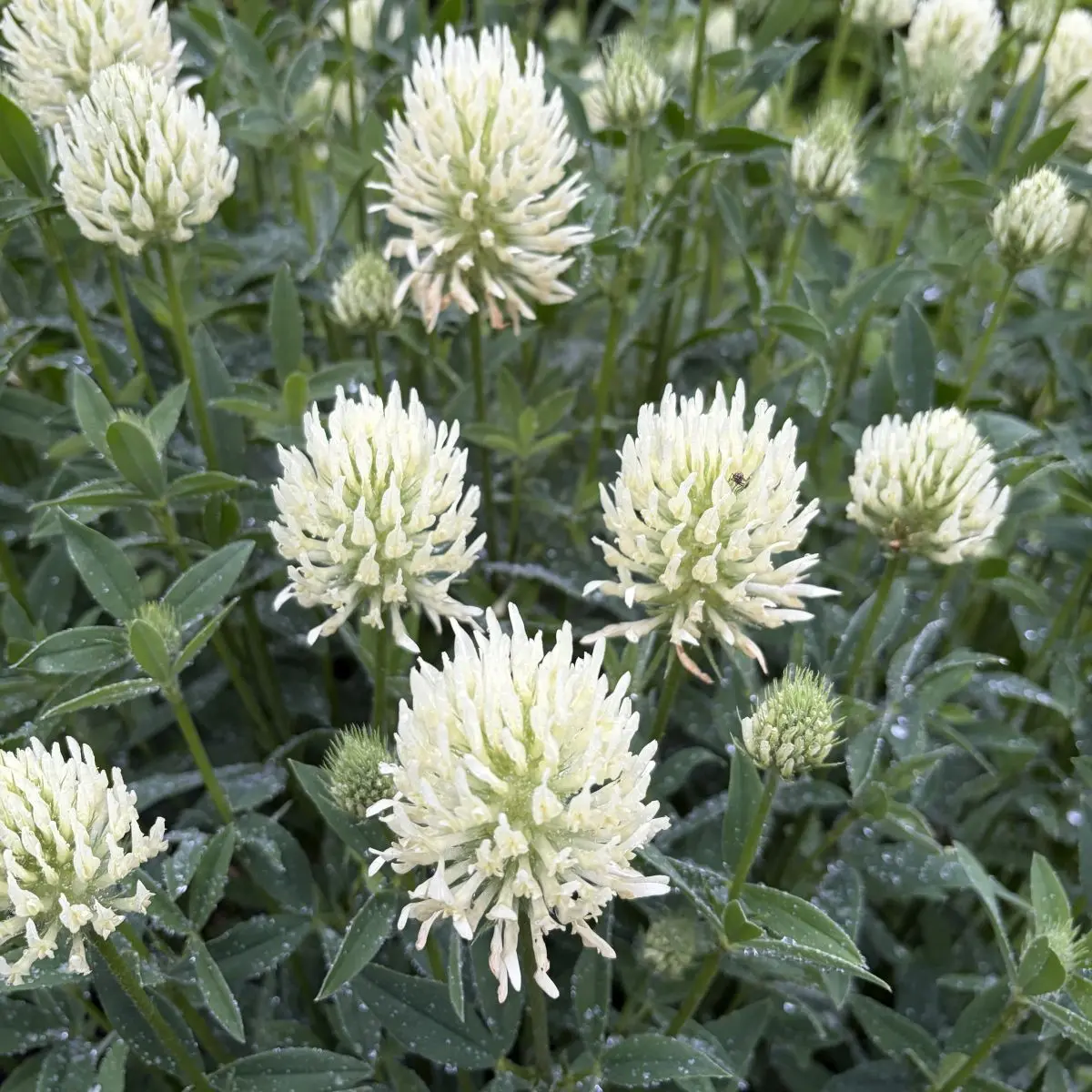 Trifolium ochrolencon (Klaver), crème wit bloeiend