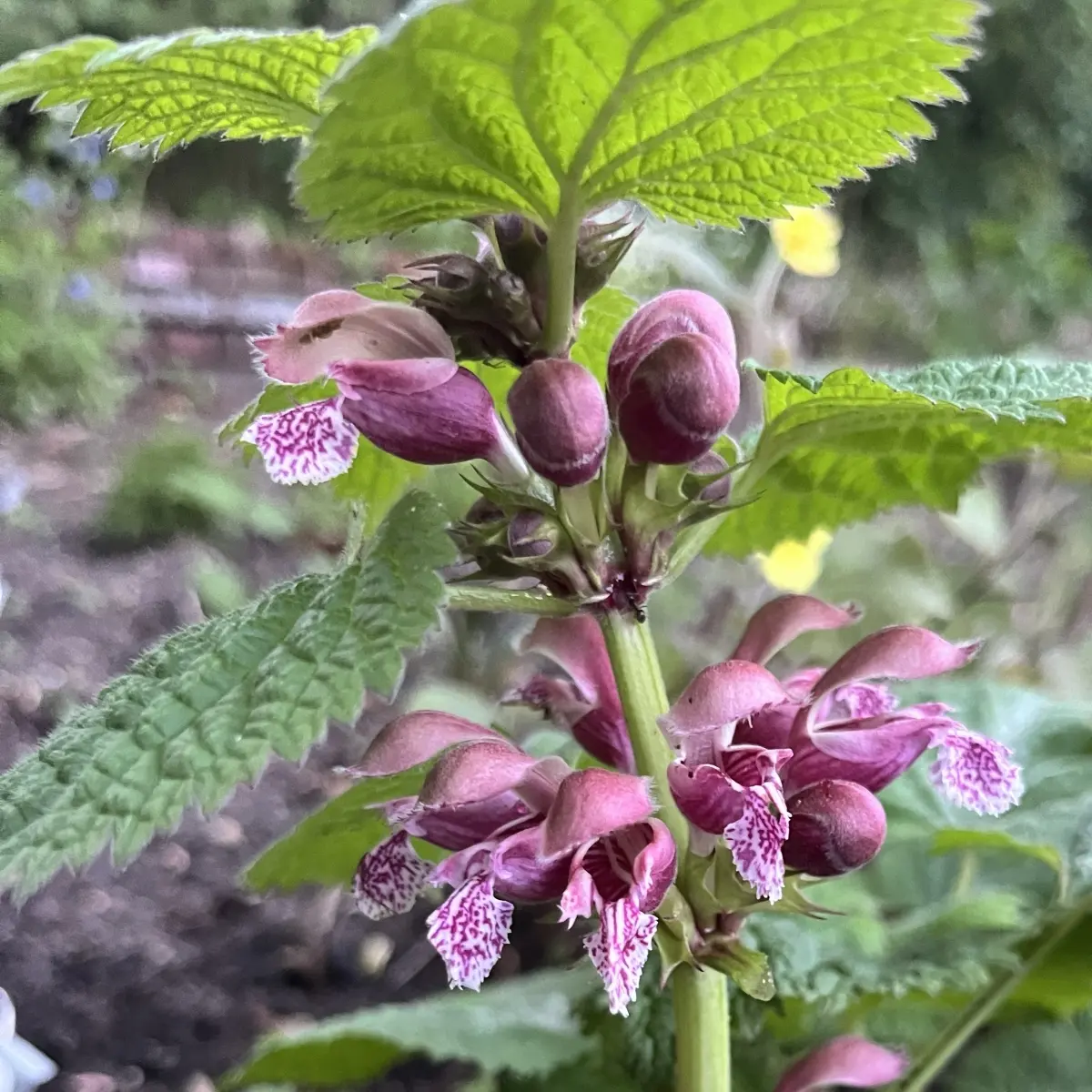 Lamium orvala (Dovenetel), roze bloeiend