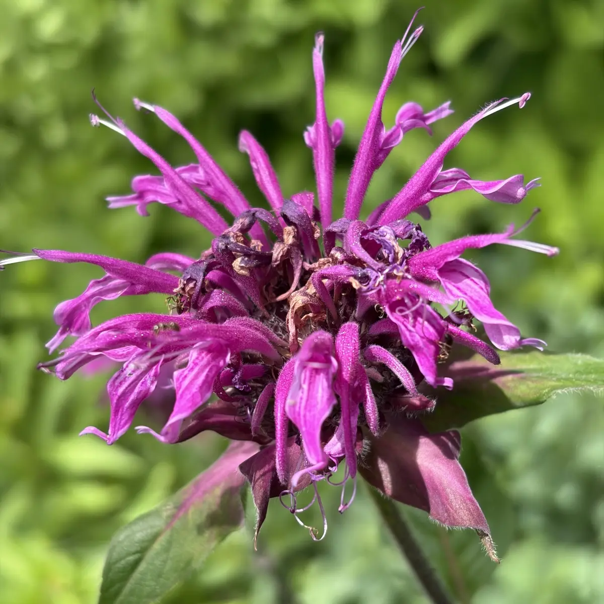 Monarda ‘Westacre Purple’ (Bergamotplant), magentapaars bloeiend
