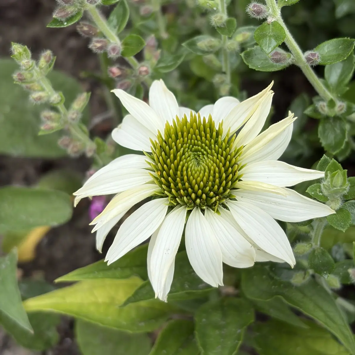 Echinacea purpurea ‘White Swan’ (Zonnehoed), wit bloeiend