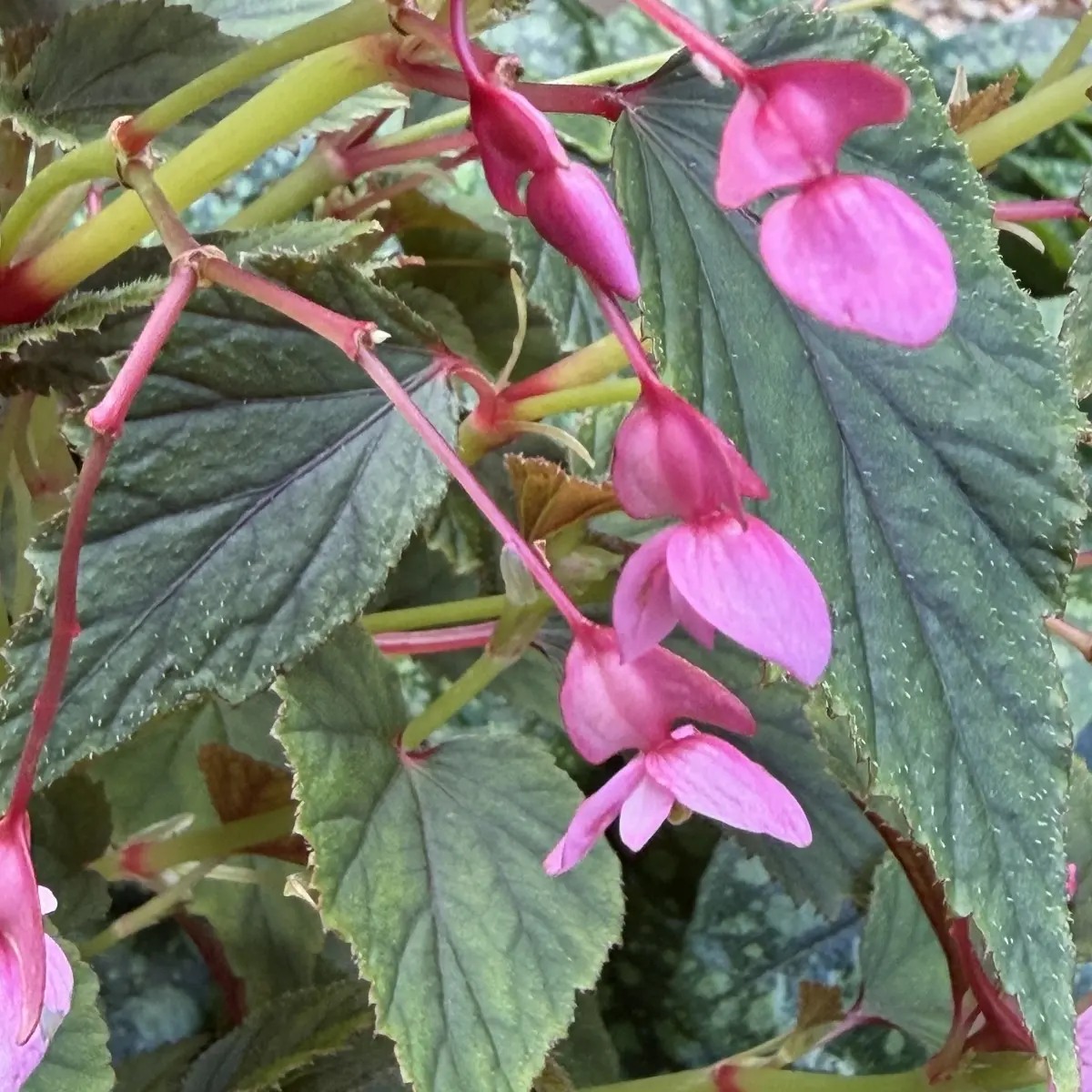 Begonia sinensis ‘Red Undies’ - Bwj8011 (Begonia), donkerroze bloeiend