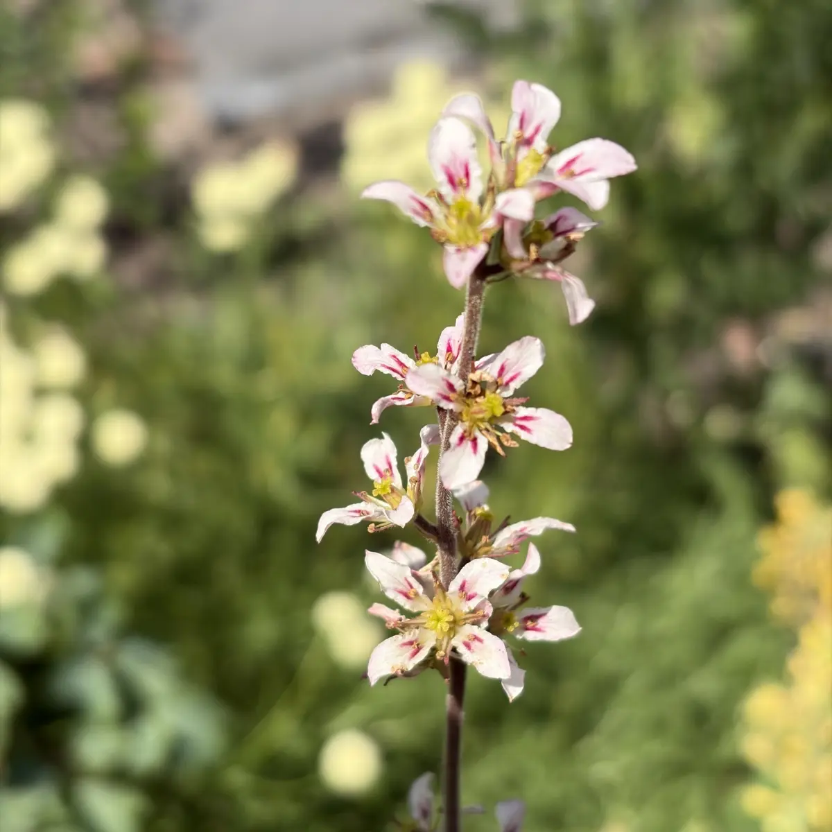 Francoa Rogerson’s Form, donkerroze bloeiend