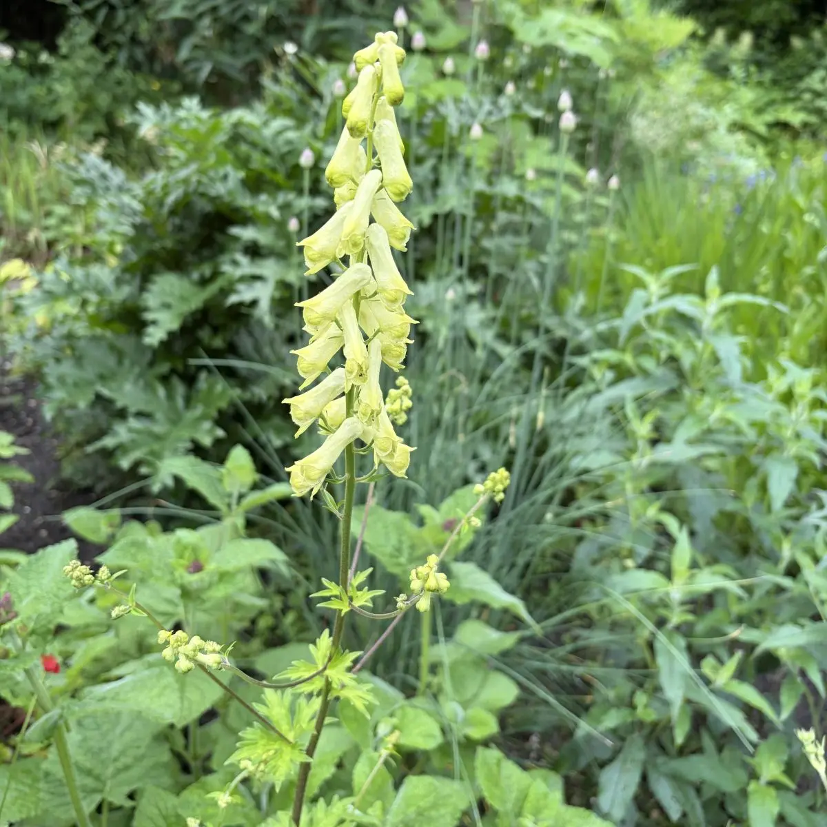 Aconitum krylovii (Monnikskap), lichtgeel bloeiend