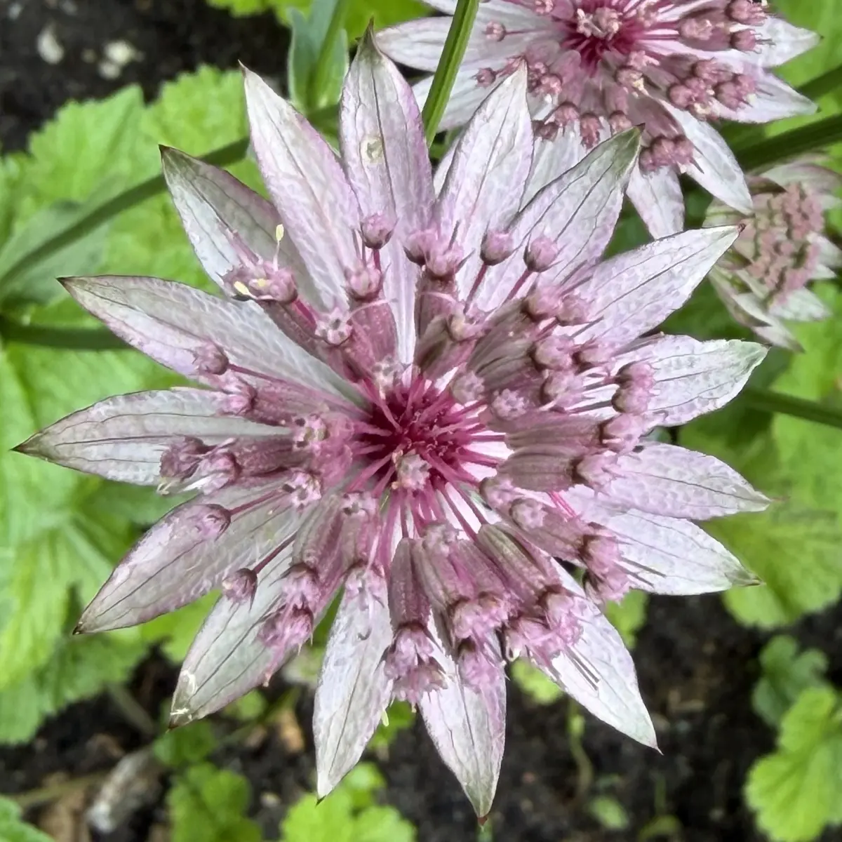 Astrantia major ‘Dove Cottage Hybrids’ (Zeeuws knoopje), rode tint? bloeiend