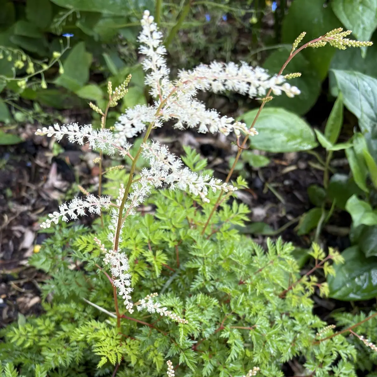 Aruncus aethusifolius ‘Elegans’ (Geitenbaard), wit bloeiend