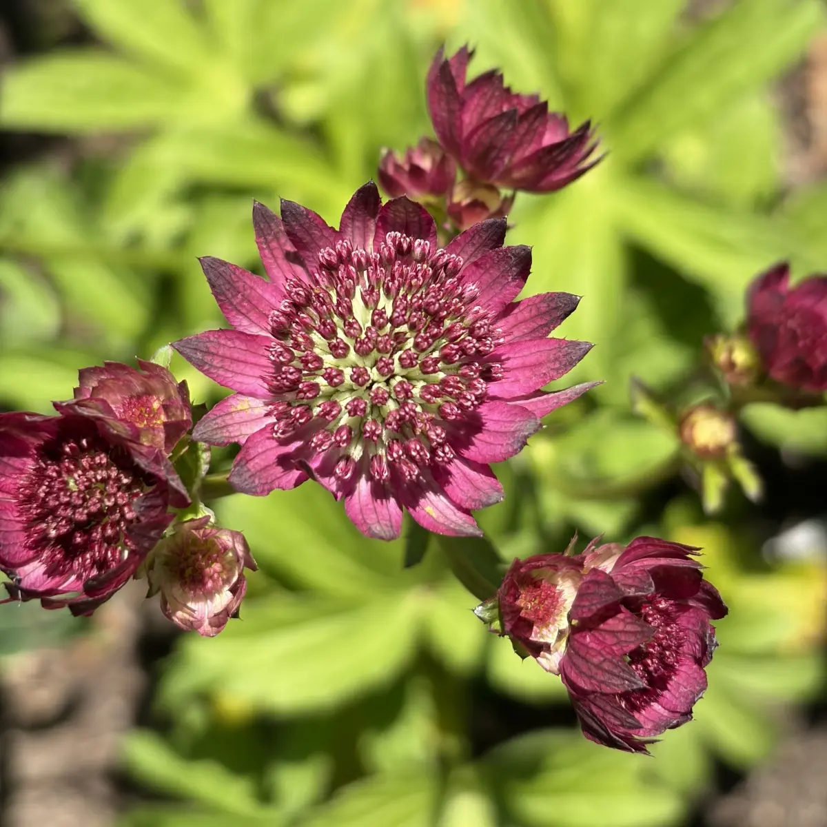 Astrantia major ‘Roma’ (Zeeuws Knoopje), oudroze bloeiend
