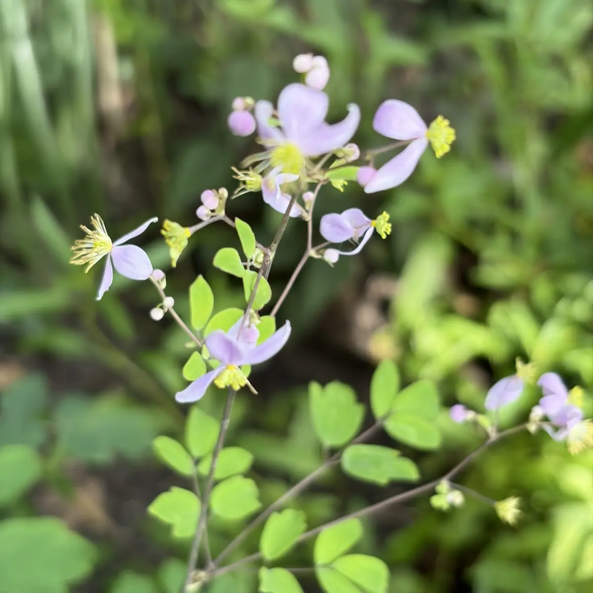 Thalictrum rochebrunianum grandisepalum (Ruit), lila bloeiend