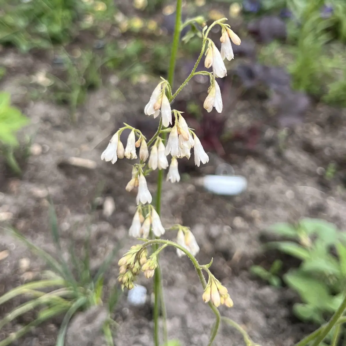 Heuchera sanguinea ‘White Cloud’ (Purperklokje), wit bloeiend
