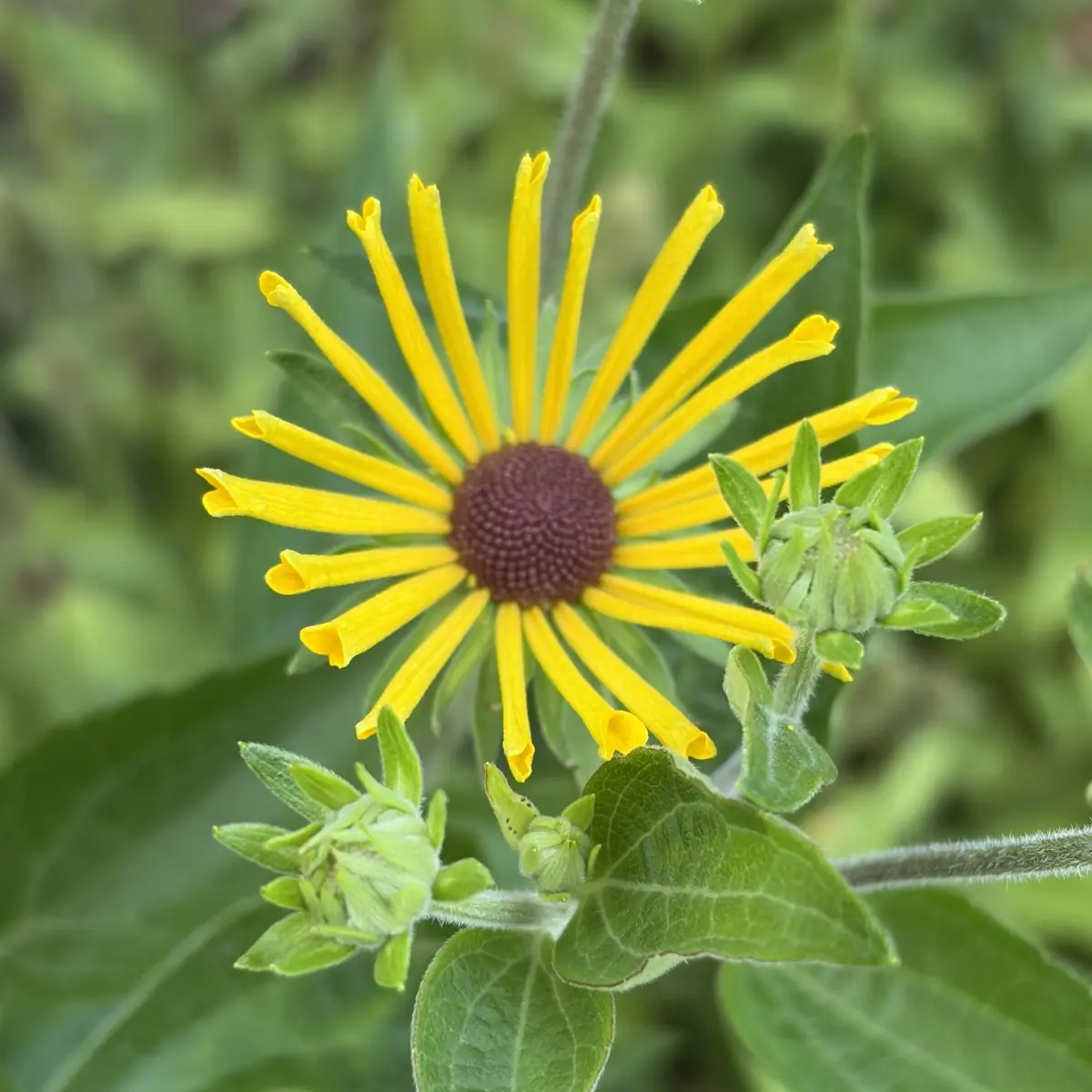 Rudbeckia subtomentosa ‘Little Henry’ (Zonnehoed), geel bloeiend