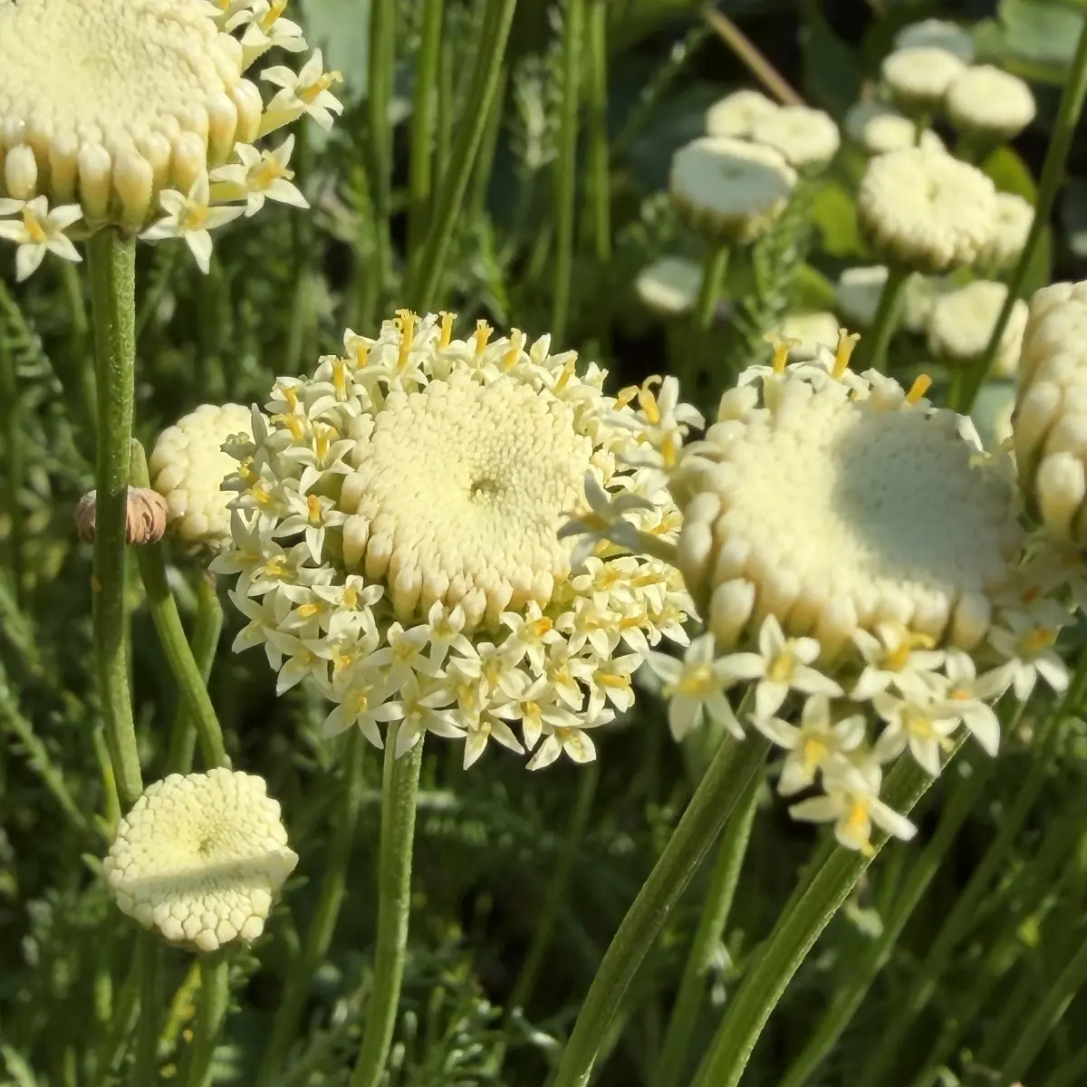 Santolina chamaecyparissus ‘Edward Bowles’ (Cipressenkruid), geel bloeiend