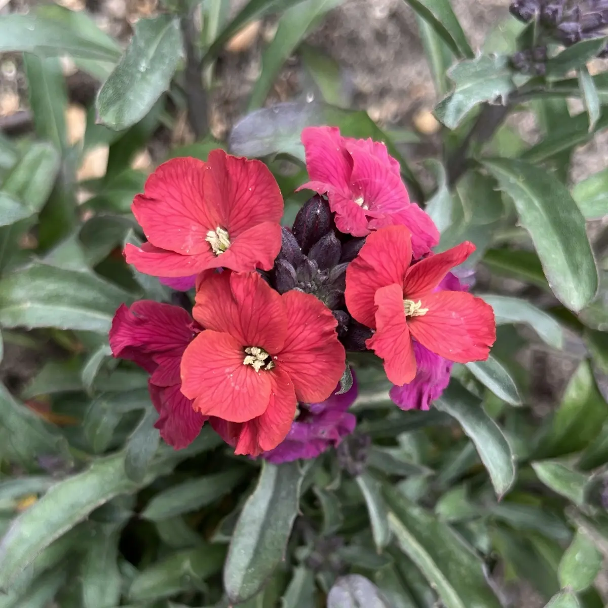 Erysimum ‘Red Jep’ (Muurbloem, steenraket), roze bloeiend
