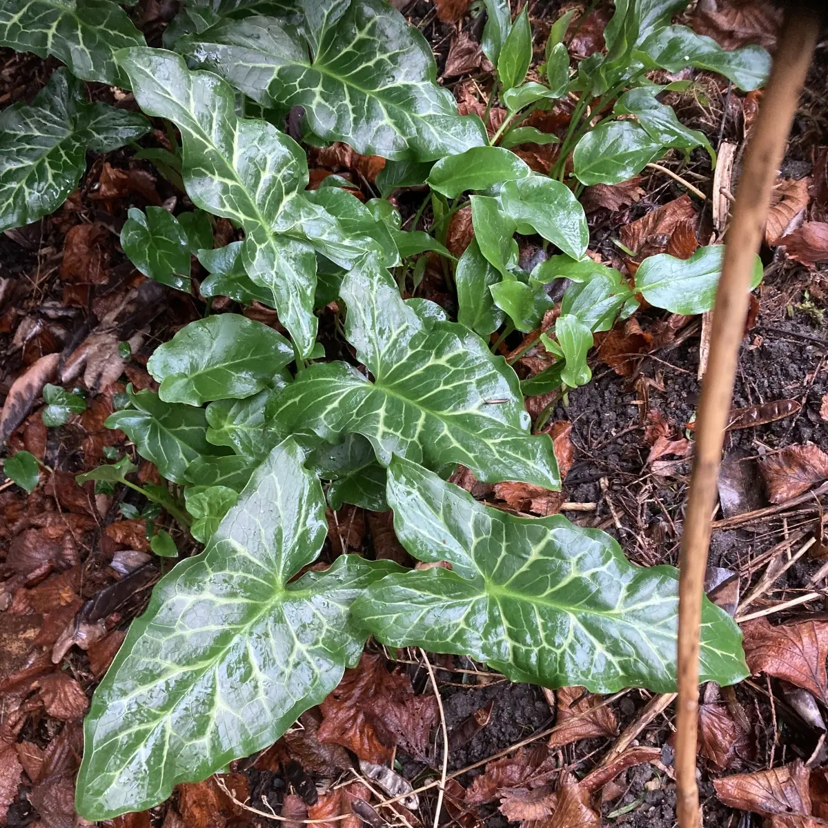 Arum italicum (Italiaanse Aronskelk), groen bloeiend