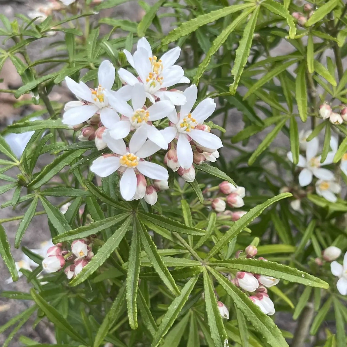 Choisya ternata ‘Londaz’ (White Dazzler) (Choisya), wit bloeiend