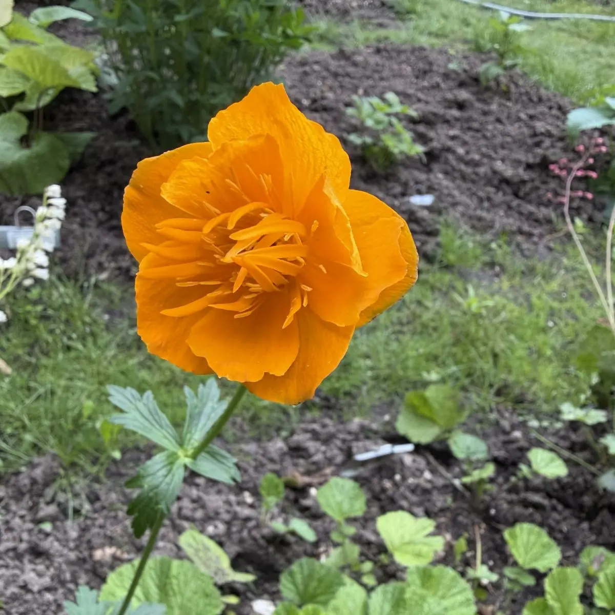 Trollius chinensis ‘Golden Queen’ (Kogelboterbloem), oranje bloeiend