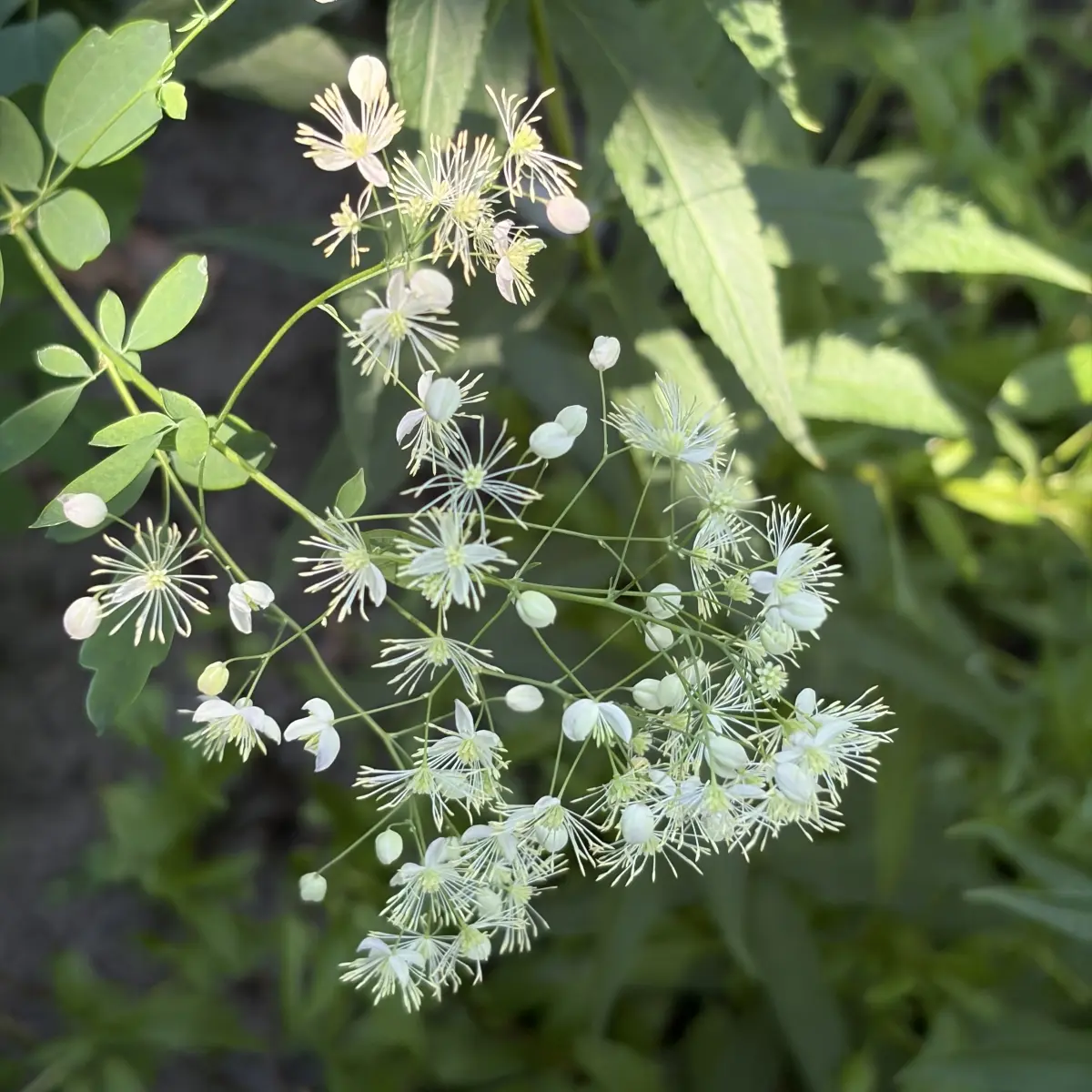 Thalictrum ‘Elin’ (Ruit), crème en lila bloeiend